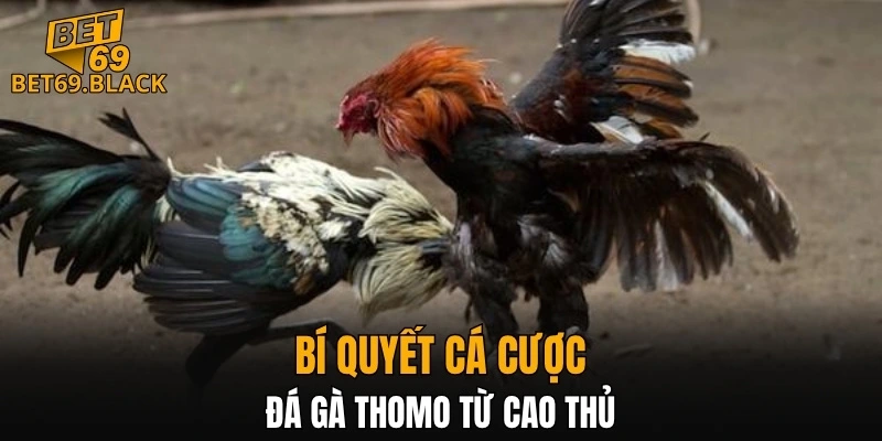 Bí quyết cá cược đá gà Thomo từ cao thủ