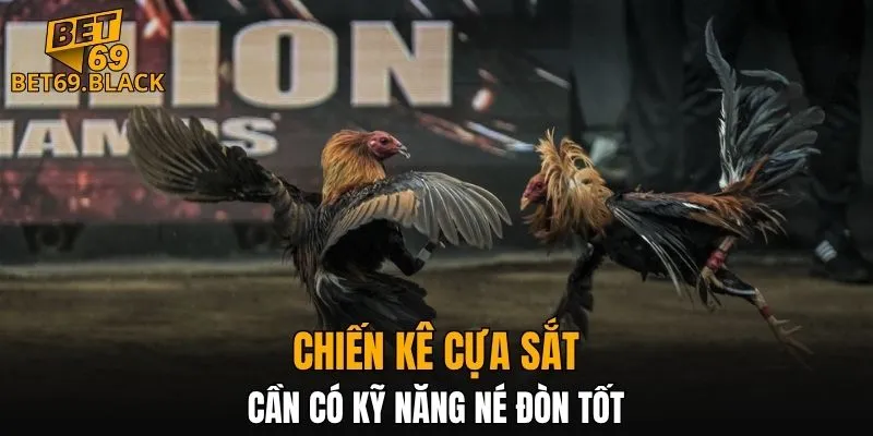 Chiến kê cựa sắt cần có kỹ năng né đòn tốt