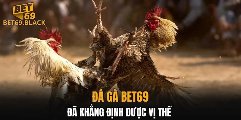 Đá gà BET69 đã khẳng định được vị thế 