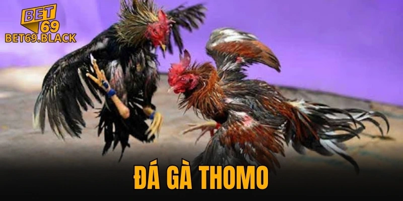 đá gà Thomo