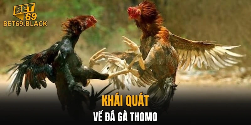 Khái quát về đá gà Thomo